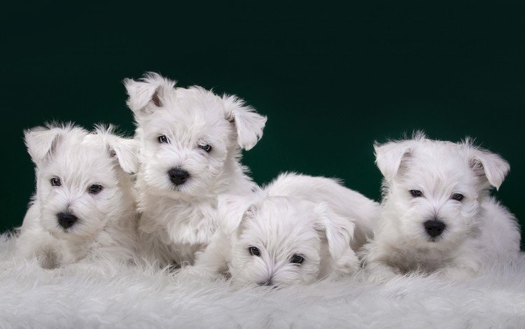 щенки, собаки, терьер, вест-хайленд-уайт-терьер, white terriers, puppies, dogs, terrier, the west highland white terrier