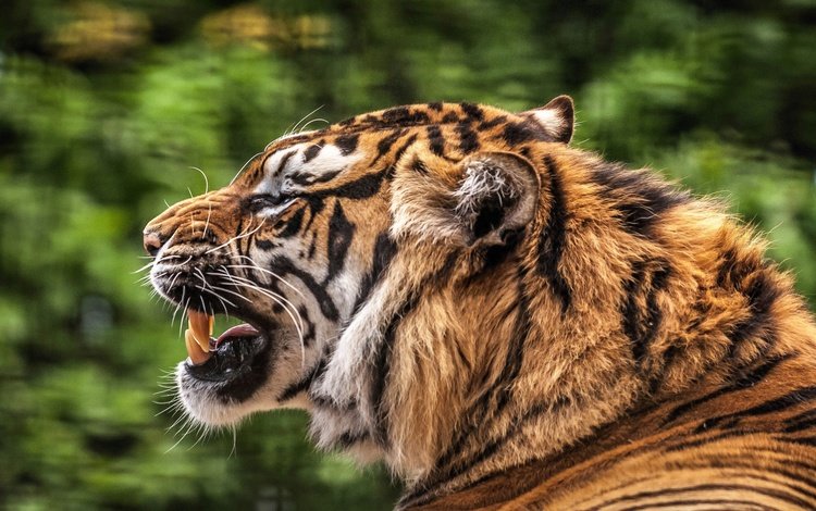 тигр, мордочка, хищник, профиль, зубы, пасть, tiger, muzzle, predator, profile, teeth, mouth