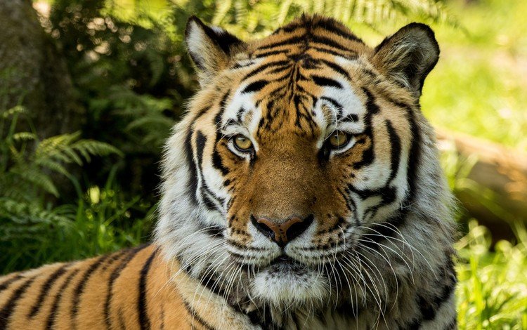 тигр, морда, взгляд, хищник, большая кошка, tiger, face, look, predator, big cat