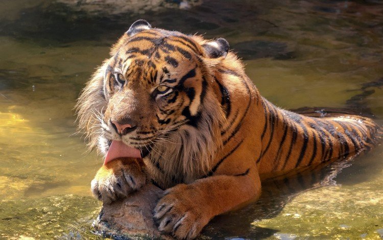 тигр, морда, камни, лапы, лежит, хищник, большая кошка, язык, tiger, face, stones, paws, lies, predator, big cat, language