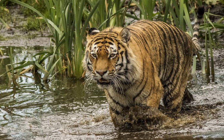 тигр, водоем, хищник, большая кошка, камыш, tiger, pond, predator, big cat, reed