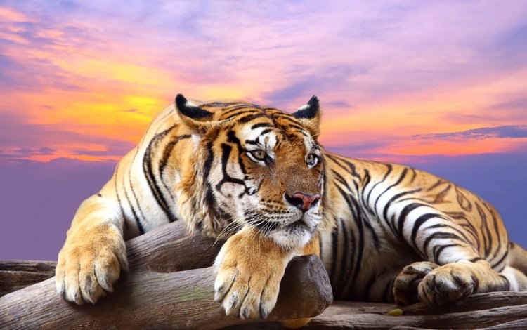 тигр, закат, лапы, хищник, большая кошка, отдых, tiger, sunset, paws, predator, big cat, stay