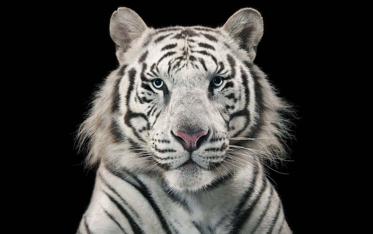 тигр, черный фон, белый тигр, бенгальский, голубоглазый, tiger, black background, white tiger, bengal, blue-eyed