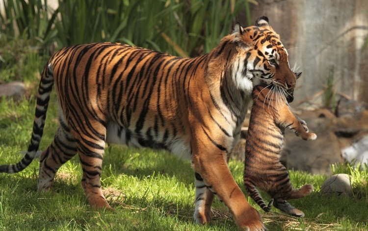 тигр, трава, тигренок, детеныш, большие кошки, материнство, тигрица, тигры, tiger, grass, cub, big cats, motherhood, tigress, tigers