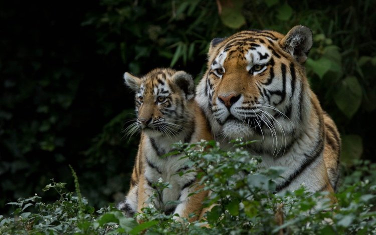 хищник, большая кошка, тигренок, дикие кошки, детеныш, тигрица, тигры, predator, big cat, tiger, wild cats, cub, tigress, tigers