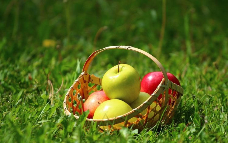 трава, природа, лето, фрукты, яблоки, корзина, корзинка, корзинка с яблоками, grass, nature, summer, fruit, apples, basket, basket with apples