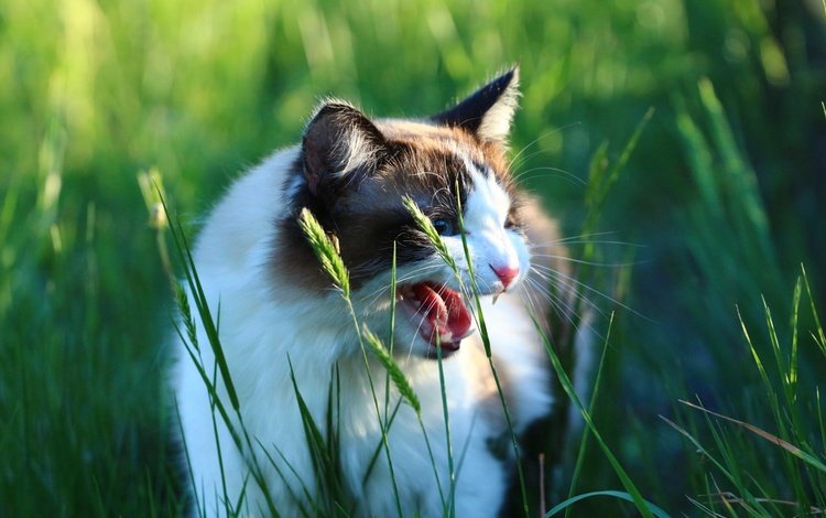 трава, кот, кошка, взгляд, колоски, зубы, язык, оскал, grass, cat, look, spikelets, teeth, language, grin