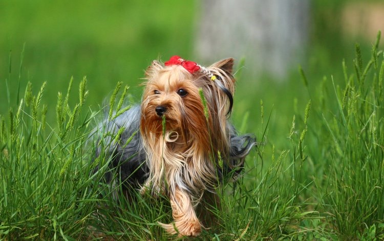 трава, зелень, собака, йорк, йоркширский терьер, grass, greens, dog, york, yorkshire terrier