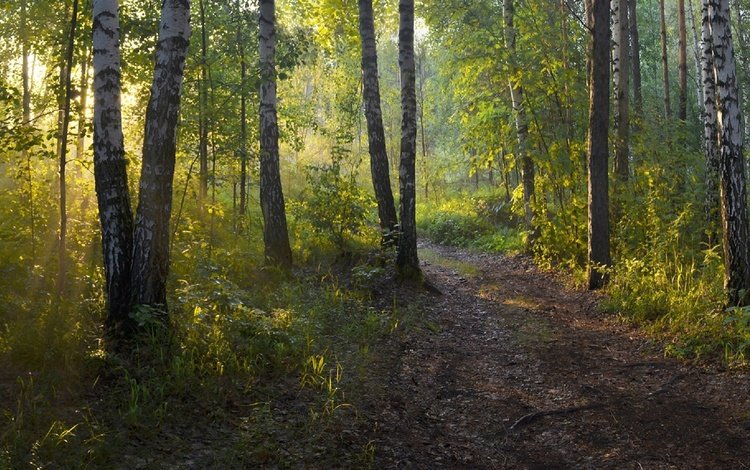 лес, утро, березы, тропинка, irina shapronova, утренний свет, forest, morning, birch, path