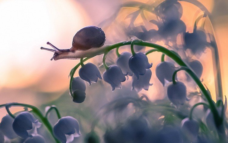 цветы, природа, макро, улитка, ландыш, flowers, nature, macro, snail, lily of the valley