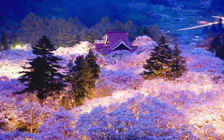 вечер, цветение, япония, весна, сакура, the evening, flowering, japan, spring, sakura