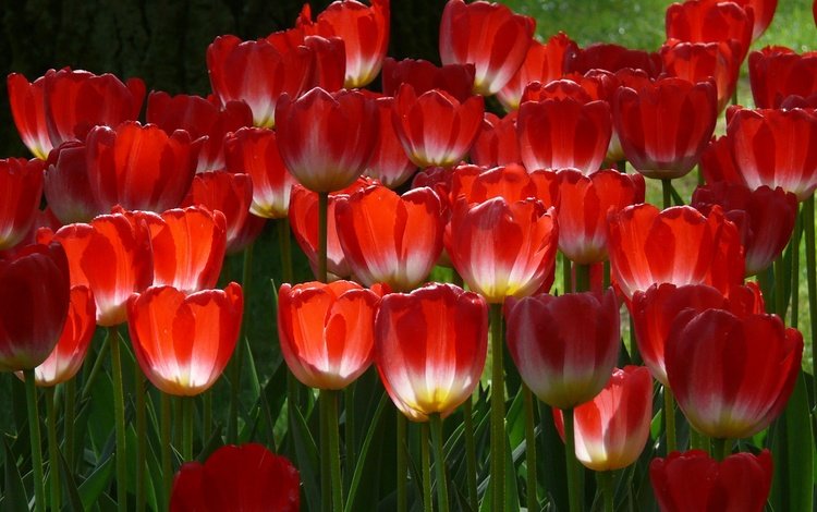 цветы, лепестки, весна, тюльпаны, стебли, красные тюльпаны, flowers, petals, spring, tulips, stems, red tulips