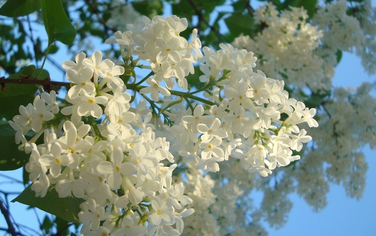 цветы, цветение, весна, сирень, синее небо, белая сирень, flowers, flowering, spring, lilac, blue sky, white lilac