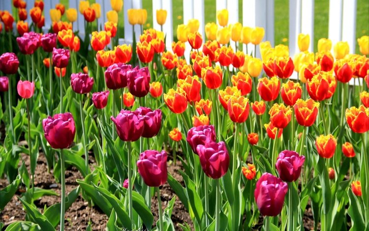 цветы, бутоны, лепестки, весна, тюльпаны, стебли, клумба, flowers, buds, petals, spring, tulips, stems, flowerbed