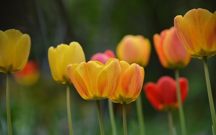 цветы, бутоны, лепестки, размытость, весна, тюльпаны, стебли, flowers, buds, petals, blur, spring, tulips, stems