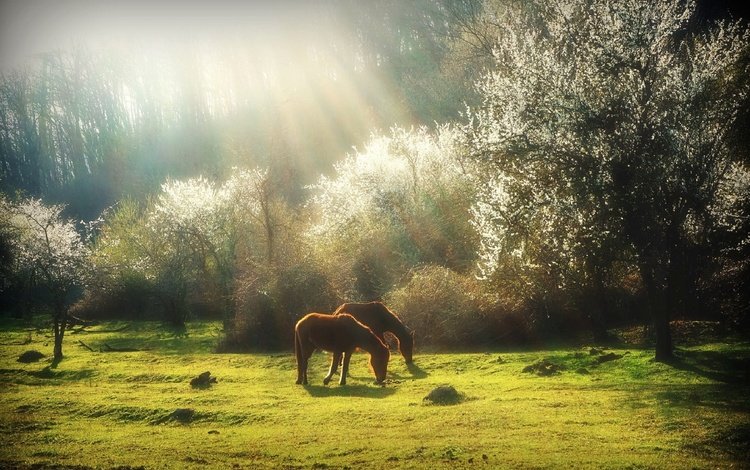 трава, деревья, природа, весна, лошади, кони, солнечный свет, grass, trees, nature, spring, horse, horses, sunlight
