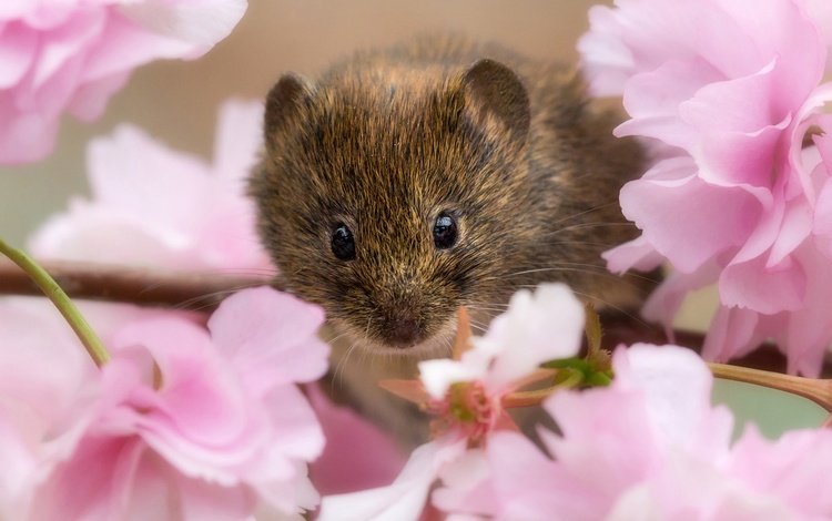 ветка, цветение, взгляд, сакура, мышь, мышка, цветки, грызун, branch, flowering, look, sakura, mouse, flowers, rodent