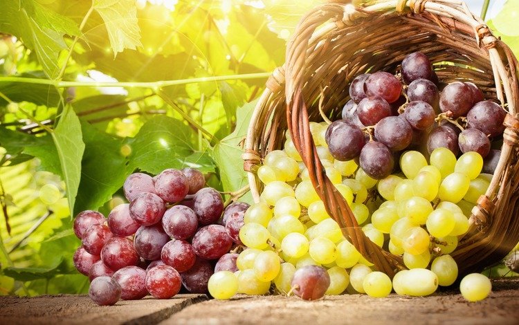виноград, лето, корзина, grapes, summer, basket