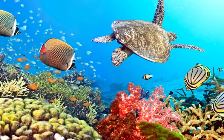 вода, рыбки, черепаха, рыбы, океан, кораллы, тропики, подводный мир, water, fish, turtle, the ocean, corals, tropics, underwater world