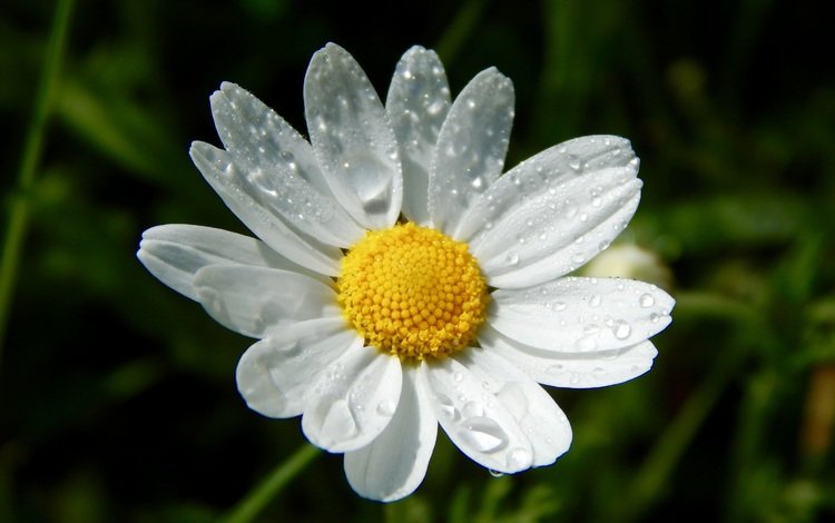 вода, цветок, капли, лепестки, ромашка, белый цветок, water, flower, drops, petals, daisy, white flower