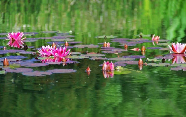 цветы, вода, зелень, листья, пруд, гладь, кувшинки, водяная лилия, flowers, water, greens, leaves, pond, surface, water lilies, water lily