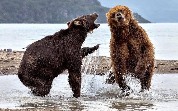 вода, река, медведь, брызги, медведи, два медведя, water, river, bear, squirt, bears, two bears