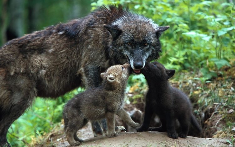 семья, забота, волки, волк, волчица, детеныши, волчата, family, care, wolves, wolf, cubs, the cubs