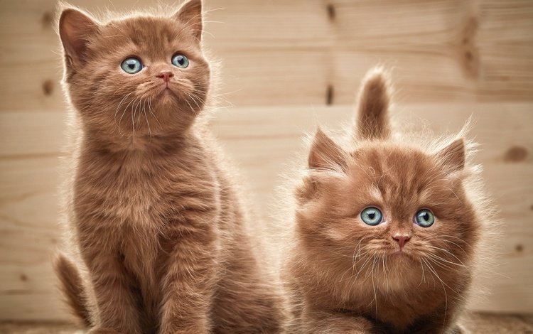 взгляд, котята, двое, look, kittens, two