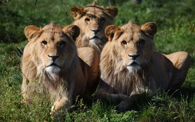 морда, трава, взгляд, хищник, большая кошка, львы, львицы, face, grass, look, predator, big cat, lions, lioness