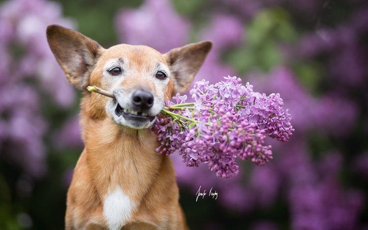 цветы, мордочка, взгляд, собака, ушки, сирень, flowers, muzzle, look, dog, ears, lilac