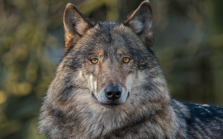 глаза, морда, взгляд, хищник, волк, серый волк, eyes, face, look, predator, wolf, grey wolf