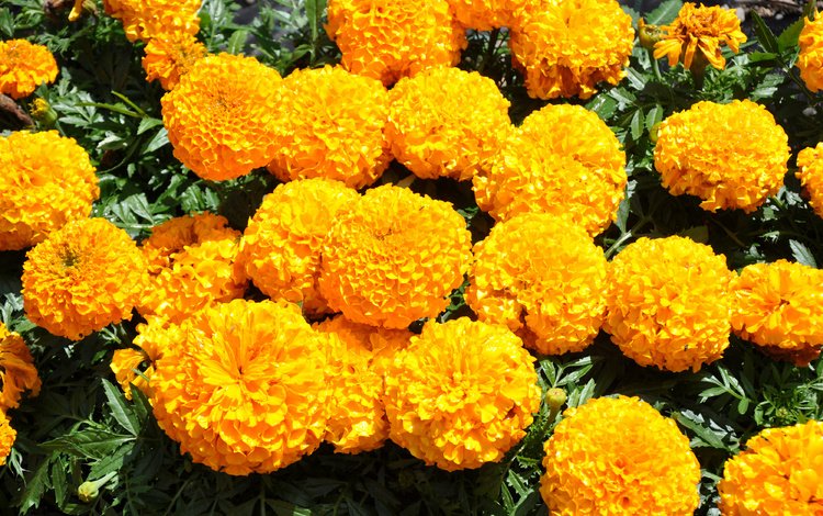 цветы, желтые, бархатцы, flowers, yellow, marigolds
