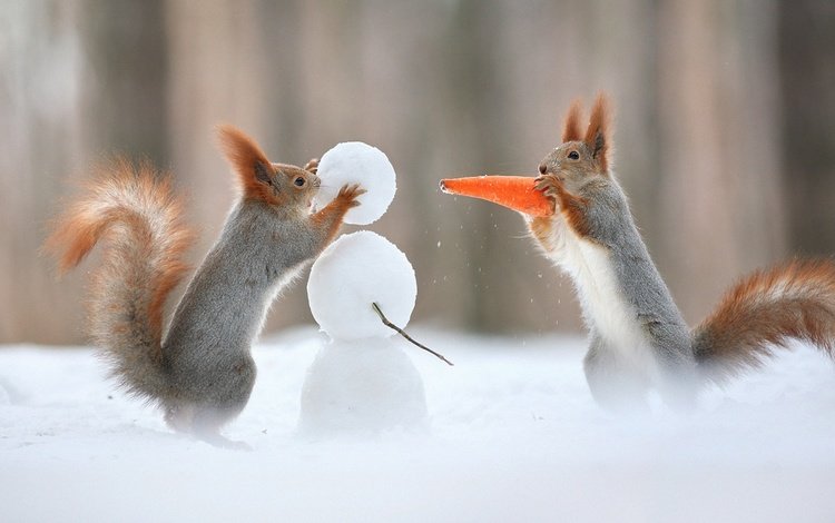 снег, зима, снеговик, юмор, хвост, морковка, белки, белочки, snow, winter, snowman, humor, tail, carrot, proteins, squirrels