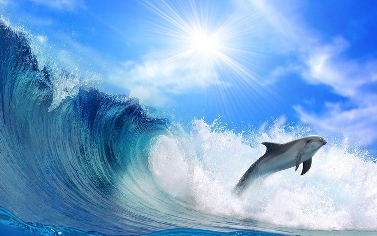 море, прыжок, блеск, дельфин, солнечный свет, sea, jump, shine, dolphin, sunlight