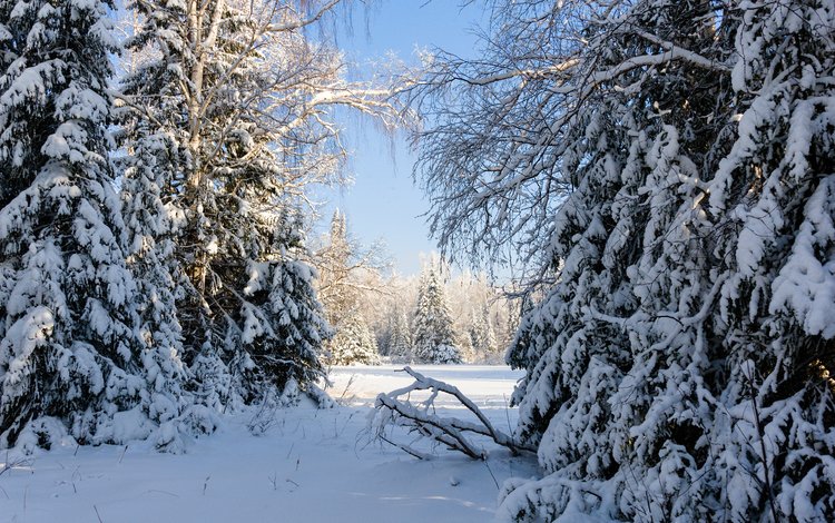 деревья, снег, природа, лес, зима, россия, урал, trees, snow, nature, forest, winter, russia, ural