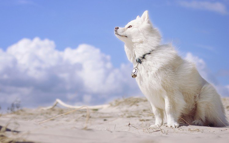 небо, облака, собака, финский лаппхунд, лопарская лайка, the sky, clouds, dog, finnish lapphund, loparskaya husky