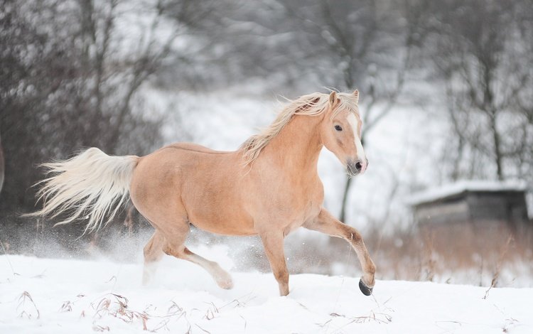 лошадь, снег, зима, конь, бег, horse, snow, winter, running