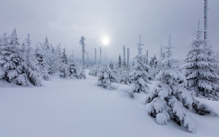 солнце, снег, природа, лес, зима, елки, дымка, the sun, snow, nature, forest, winter, tree, haze