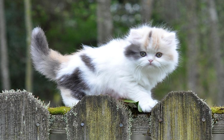 глаза, фон, усы, кошка, взгляд, забор, котенок, eyes, background, mustache, cat, look, the fence, kitty