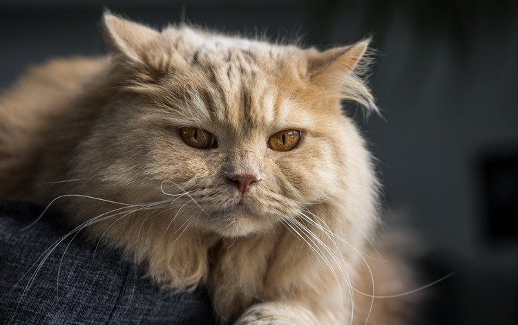 кот, мордочка, кошка, взгляд, британская длинношёрстная кошка, британская длинношерстная, cat, muzzle, look, british longhair cat, british longhair