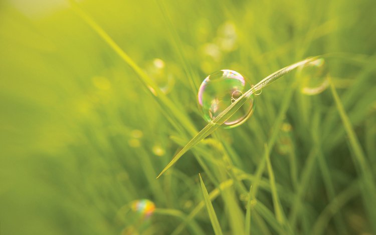 трава, макро, размытость, мыльный пузырь, grass, macro, blur, bubble