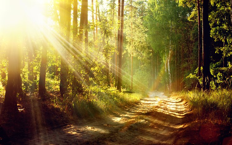 дорога, деревья, солнце, природа, лес, лето, road, trees, the sun, nature, forest, summer