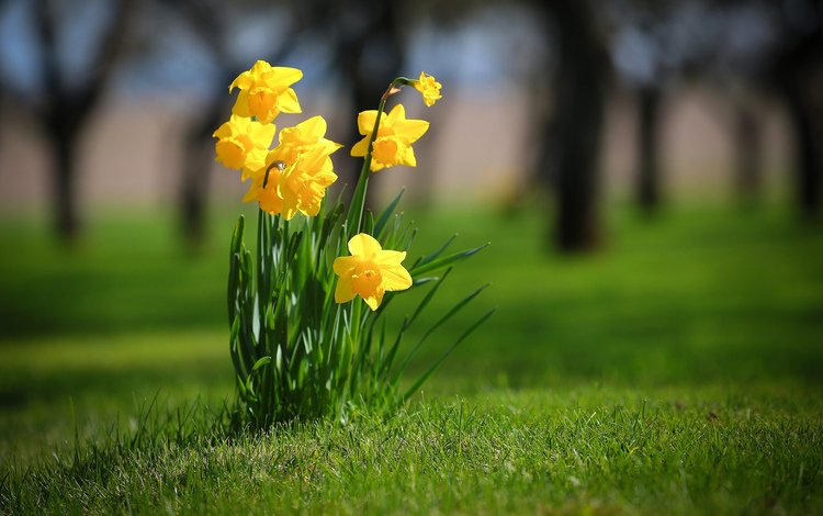 цветы, трава, весна, нарциссы, flowers, grass, spring, daffodils