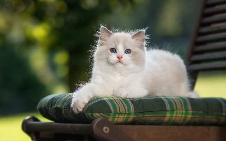 кот, кошка, котенок, голубоглазый, рэгдолл, cat, kitty, blue-eyed, ragdoll