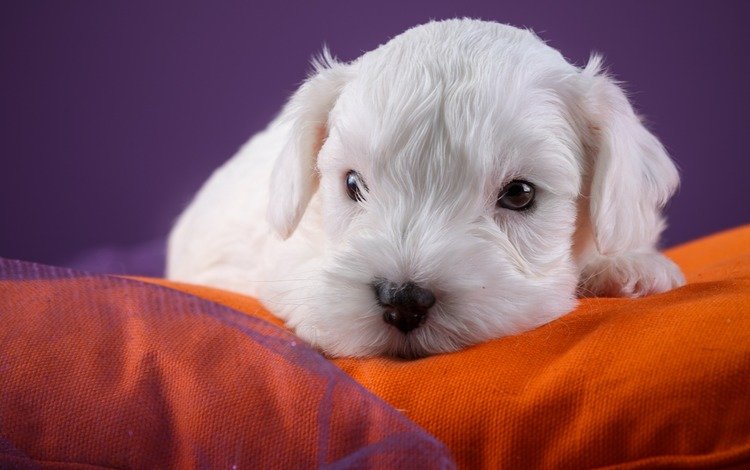 собака, щенок, вест-хайленд-уайт-терьер, dog, puppy, the west highland white terrier