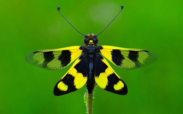 макро, насекомое, бабочка, крылья, ozturk mustafa, macro, insect, butterfly, wings, mustafa ozturk