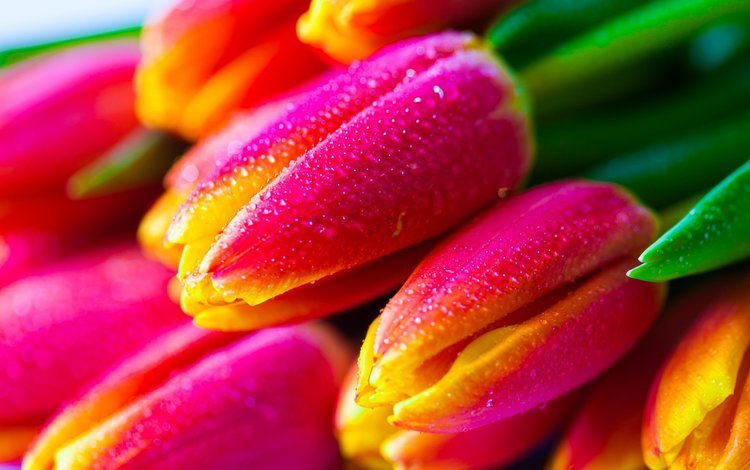 цветы, бутоны, капли, тюльпаны, flowers, buds, drops, tulips