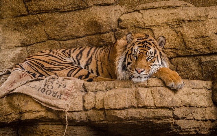 тигр, взгляд, хищник, большая кошка, зоопарк, tiger, look, predator, big cat, zoo