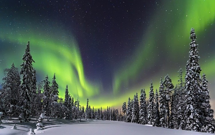 ночь, природа, лес, зима, северное сияние, night, nature, forest, winter, northern lights