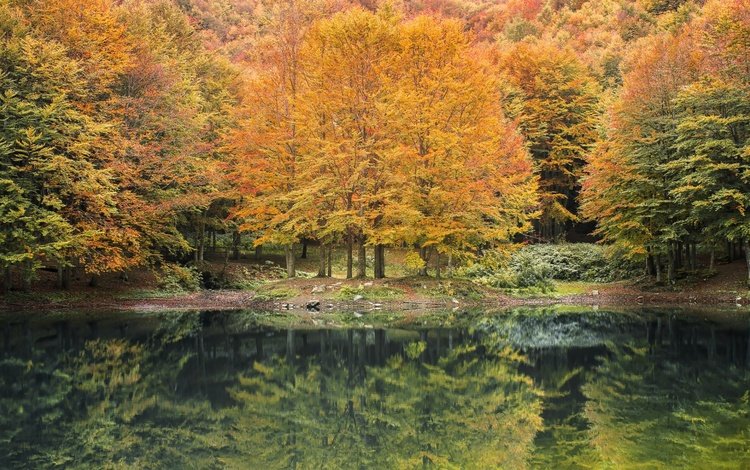 река, природа, лес, отражение, осень, river, nature, forest, reflection, autumn